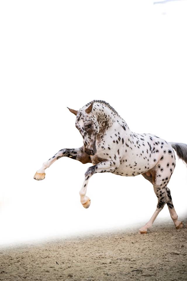 Puledro sBs Cavallo da Sport Belgio In vendita 2025 Baio scuro