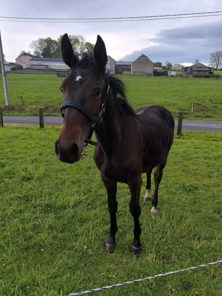 Puledro sBs Cavallo da Sport Belgio In vendita 2025 Baio scuro