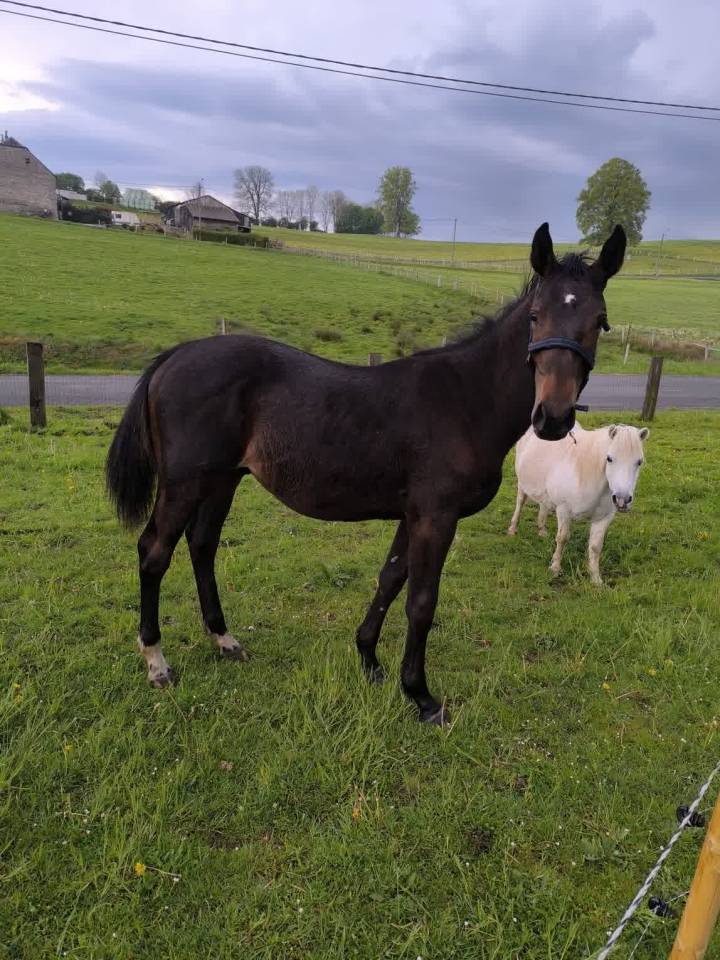 Puledro sBs Cavallo da Sport Belgio In vendita 2025 Baio scuro
