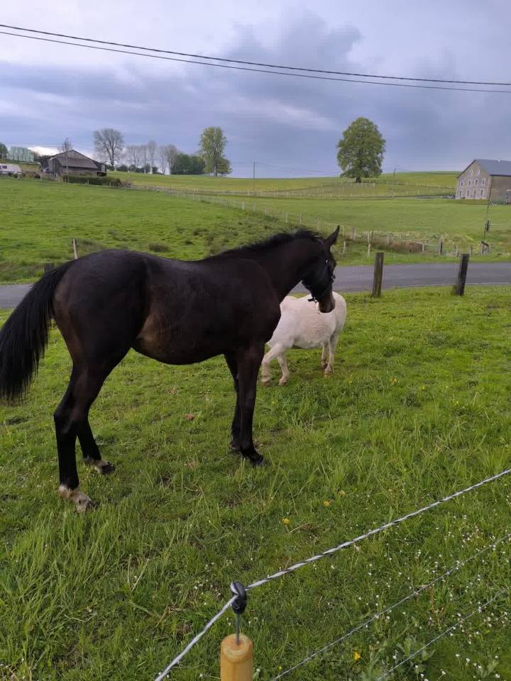 Puledro sBs Cavallo da Sport Belgio In vendita 2025 Baio scuro