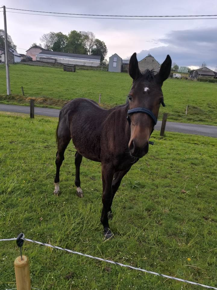 Puledro sBs Cavallo da Sport Belgio In vendita 2025 Baio scuro