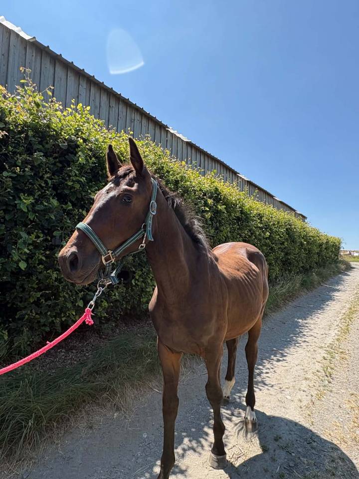 Puledro sBs Cavallo da Sport Belgio In vendita 2025 Baio scuro