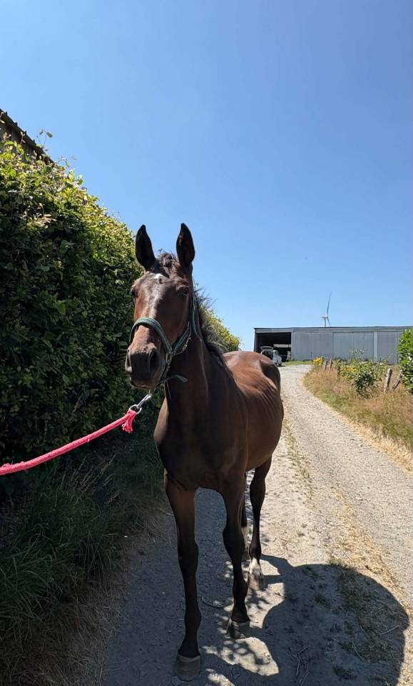 Puledro sBs Cavallo da Sport Belgio In vendita 2025 Baio scuro