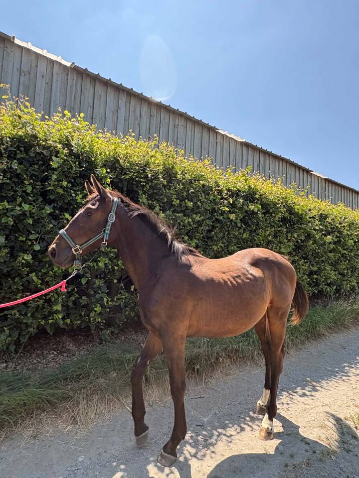 Puledro sBs Cavallo da Sport Belgio In vendita 2025 Baio scuro
