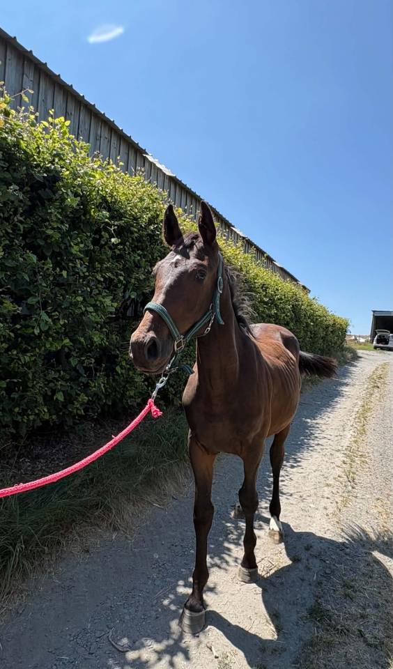 Puledro sBs Cavallo da Sport Belgio In vendita 2025 Baio scuro