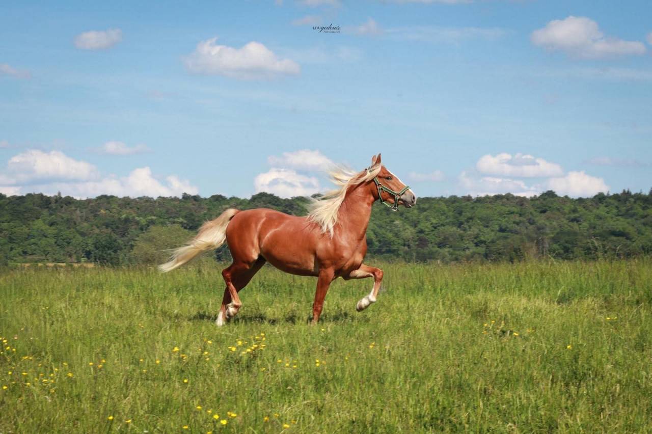 Castrone PFS Pony Francese da Sella In vendita 2023 Palomino ,  QUABAR DES MONCEAUX