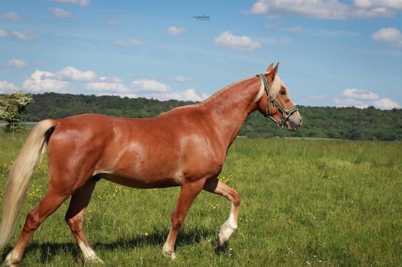 Castrone PFS Pony Francese da Sella In vendita 2023 Palomino ,  QUABAR DES MONCEAUX