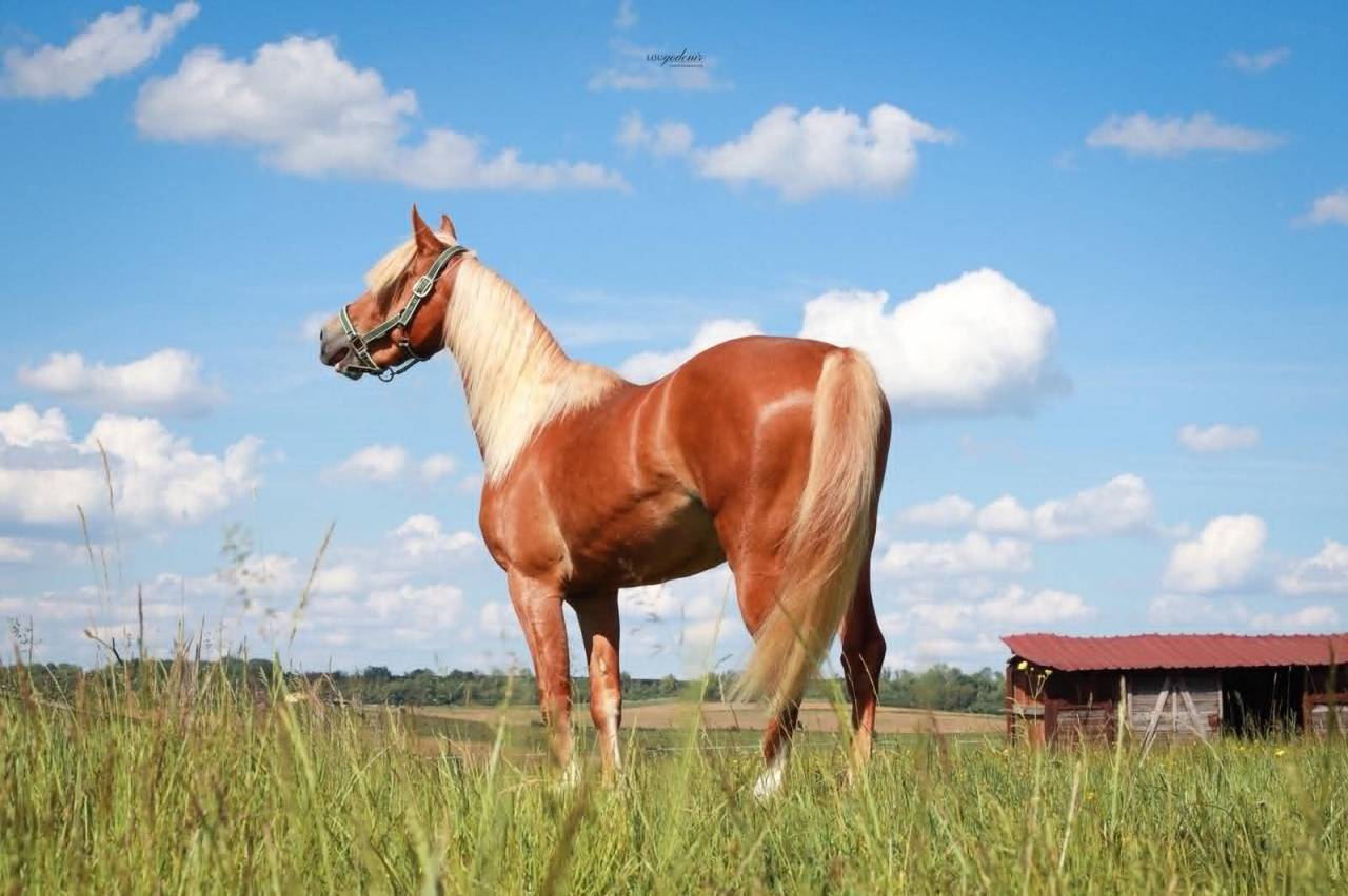 Castrone PFS Pony Francese da Sella In vendita 2023 Palomino ,  QUABAR DES MONCEAUX
