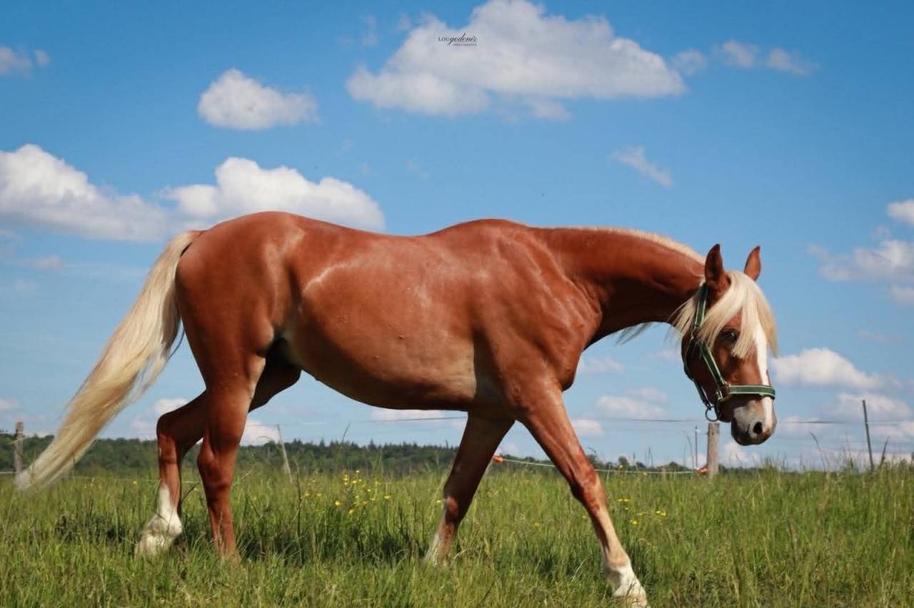Castrone PFS Pony Francese da Sella In vendita 2023 Palomino ,  QUABAR DES MONCEAUX