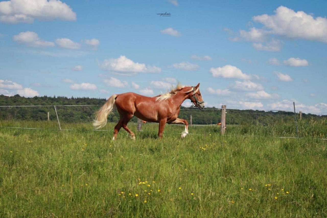 Castrone PFS Pony Francese da Sella In vendita 2023 Palomino ,  QUABAR DES MONCEAUX