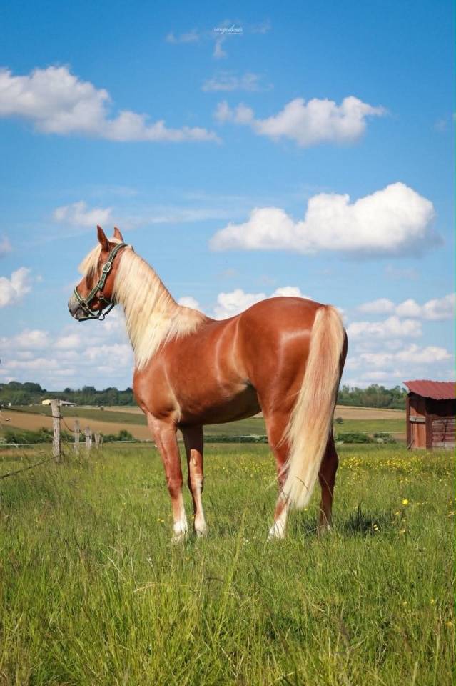 Castrone PFS Pony Francese da Sella In vendita 2023 Palomino ,  QUABAR DES MONCEAUX