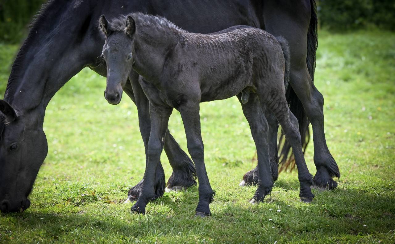 Puledro Frisone In vendita 2026 Nero