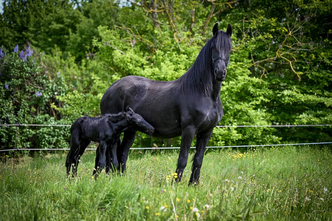 Puledro Frisone In vendita 2026 Nero