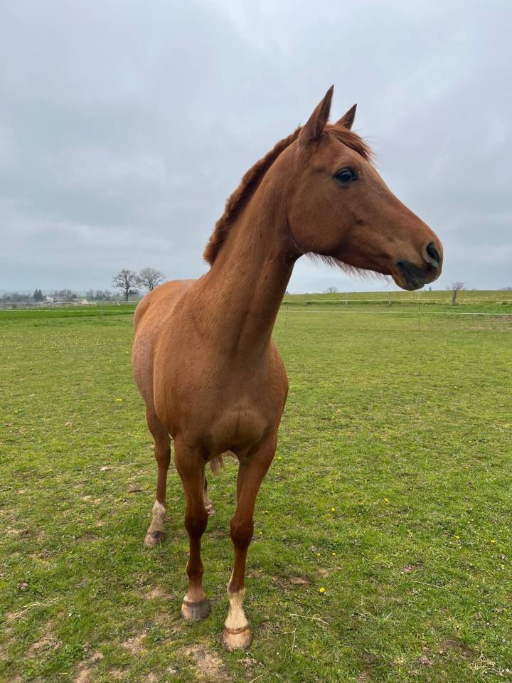 Castrone Mezzo Sangue Arabo In vendita 2019 Sauro ,  CALCIUM ARTAGNAN AA