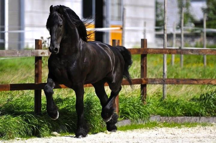 Puledro Frisone In vendita 2026 Nero