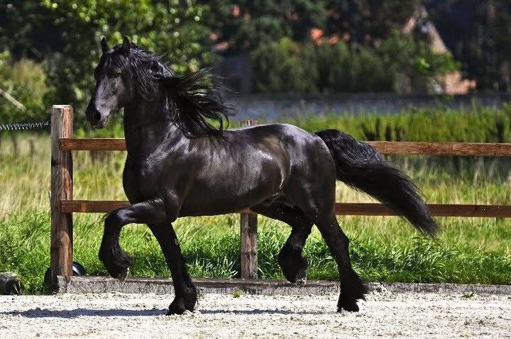 Puledro Frisone In vendita 2026 Nero