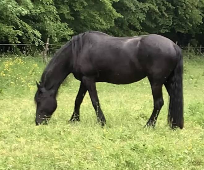 Puledro Frisone In vendita 2026 Nero