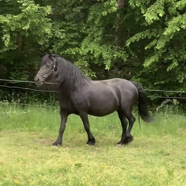 Puledro Frisone In vendita 2026 Nero