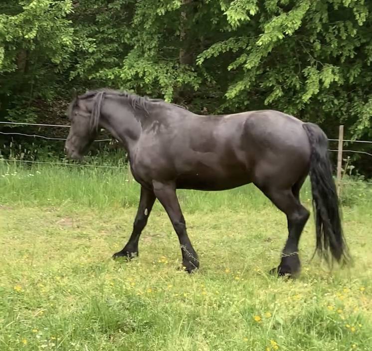 Puledro Frisone In vendita 2026 Nero