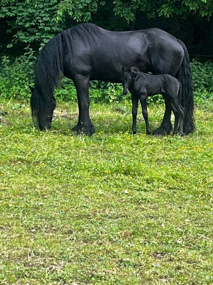 Puledro Frisone In vendita 2026 Nero