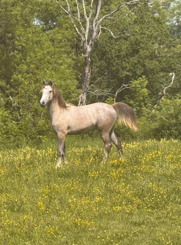 Castrone Arabo In vendita 2025 Grigio ,  FIRST DEL ROC