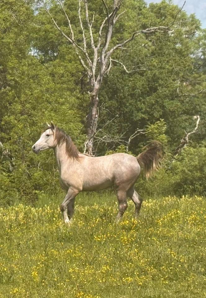 Castrone Arabo In vendita 2025 Grigio ,  FIRST DEL ROC