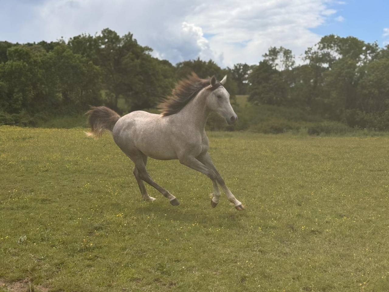 Castrone Arabo In vendita 2025 Grigio ,  FIRST DEL ROC