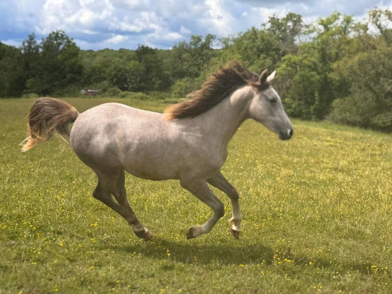 Castrone Arabo In vendita 2025 Grigio ,  FIRST DEL ROC