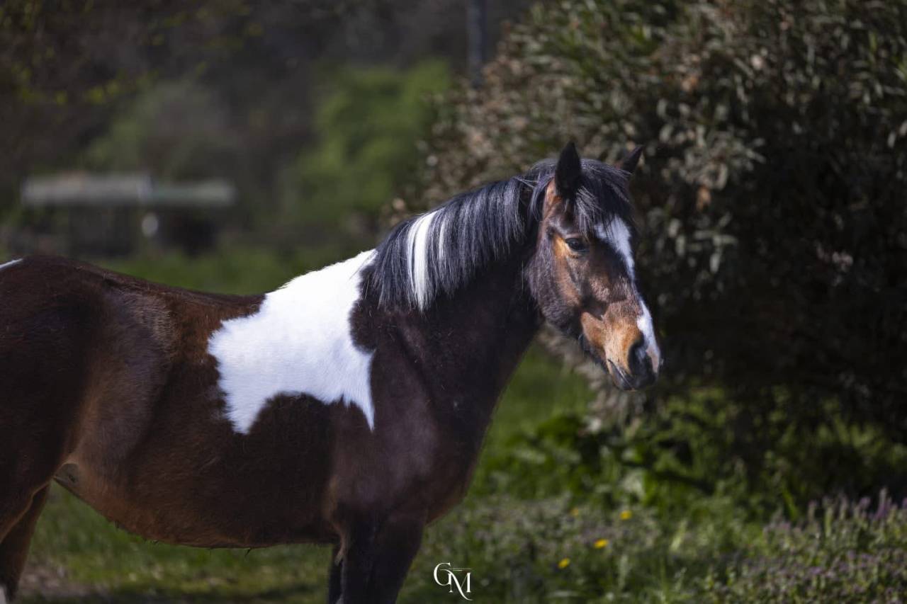 Cavalla pezzata di 4 anni