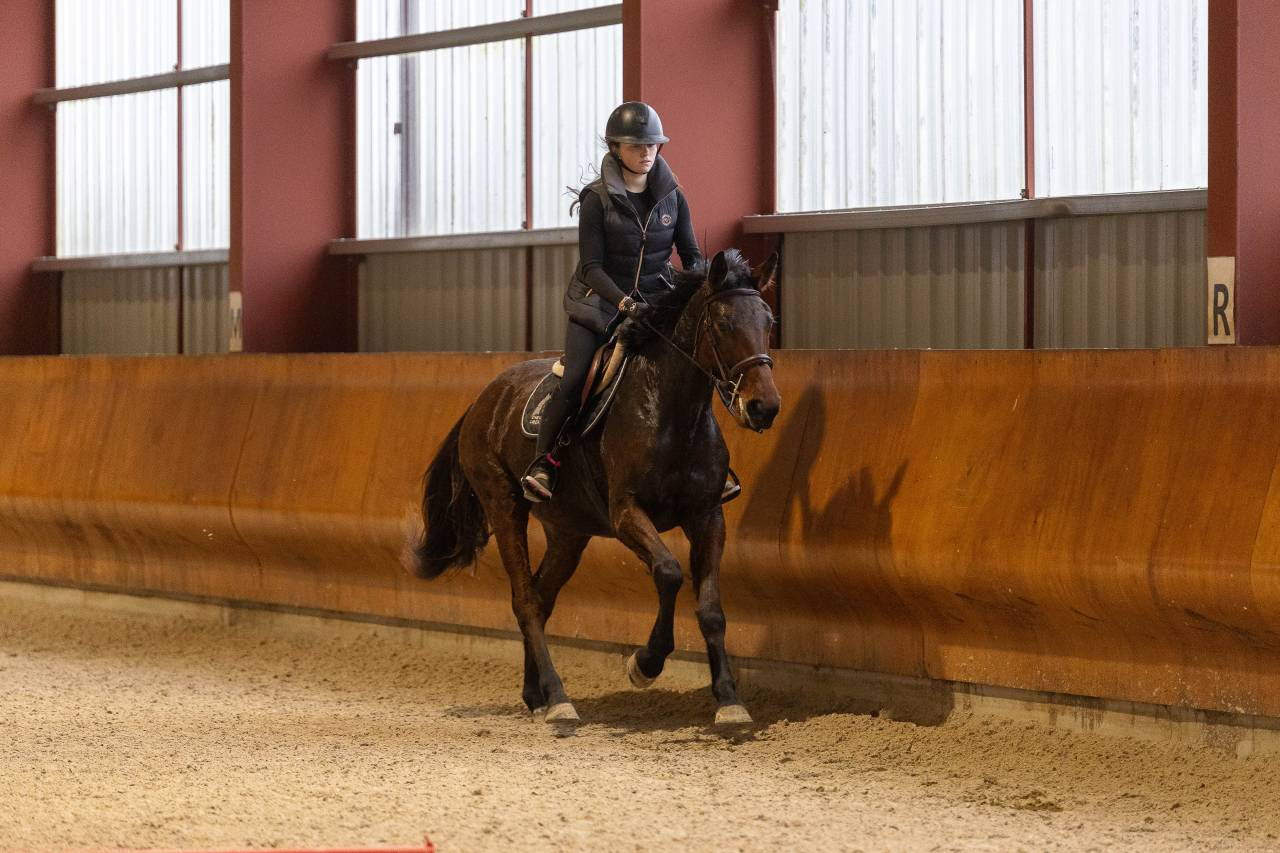 Cavalla Sella Francese In vendita 2022 Baio ,  CANTURO