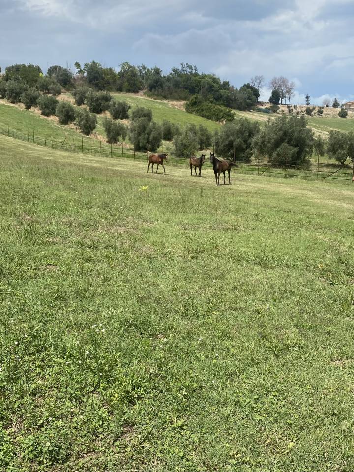 Pensione Base - Azienda Agricola Barbazallo  - Sant&rsquo;Elpidio a Mare