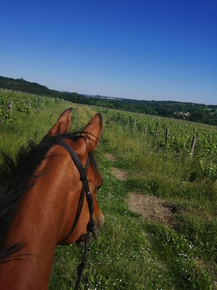 Cavalla KWPN Cavallo da Sport Neerlandese In vendita 2010 Baio ,  up to date
