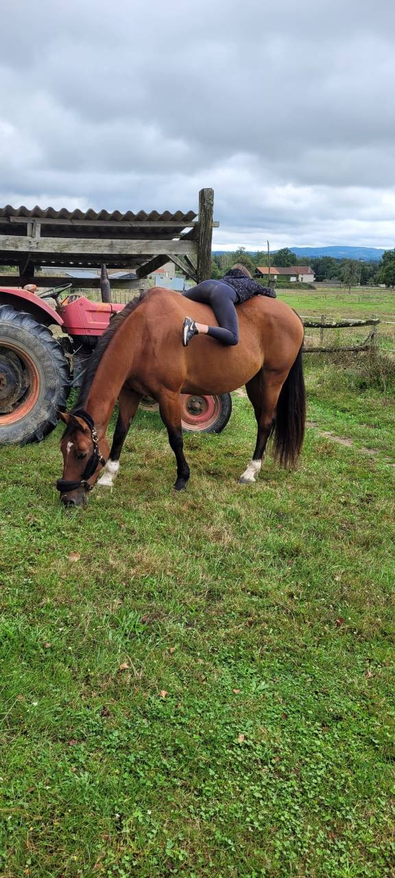 Cavalla KWPN Cavallo da Sport Neerlandese In vendita 2010 Baio ,  up to date
