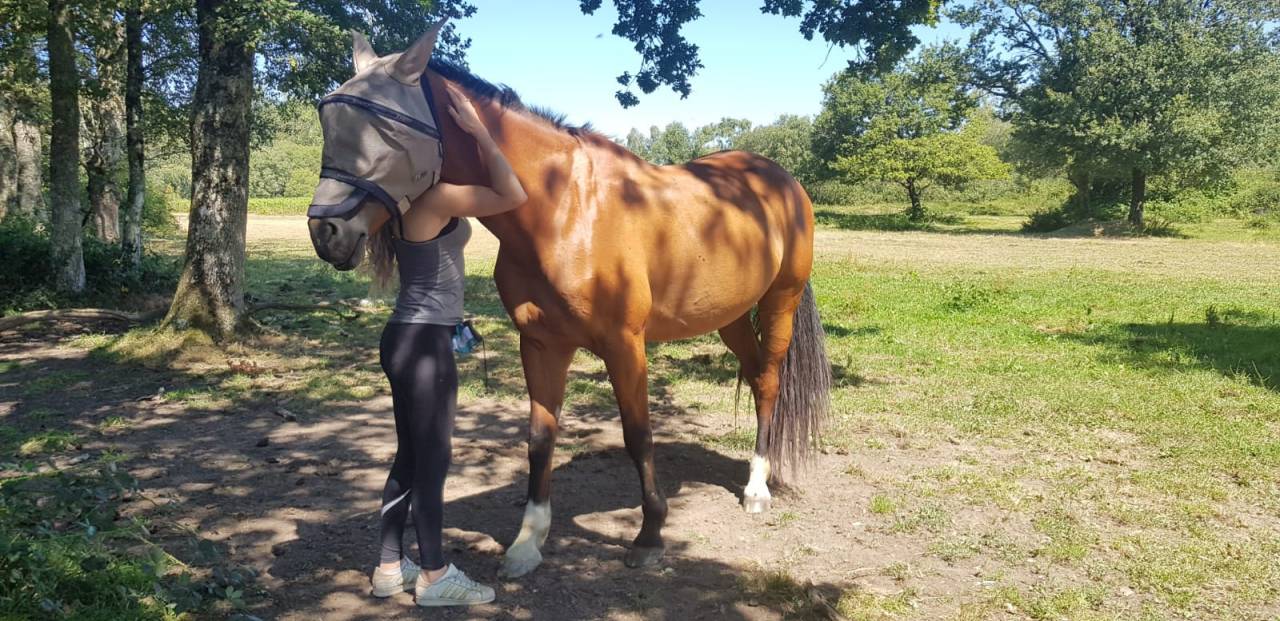 Cavalla KWPN Cavallo da Sport Neerlandese In vendita 2010 Baio ,  up to date