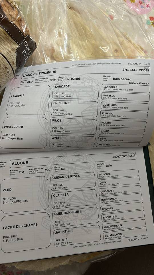 Puledra 3 anni, genealogia importante 