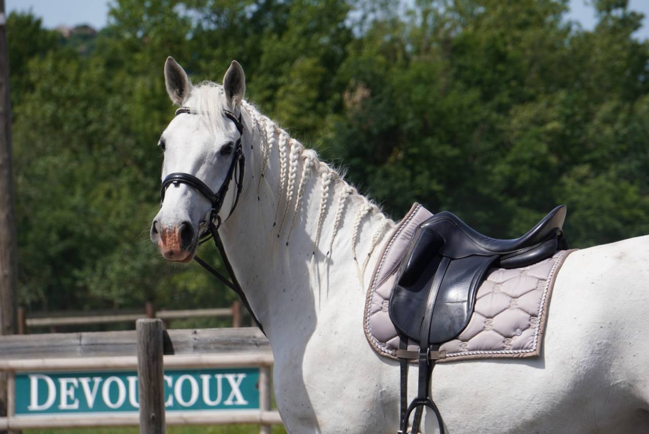 Castrone Lipizzan In vendita 2018 Grigio