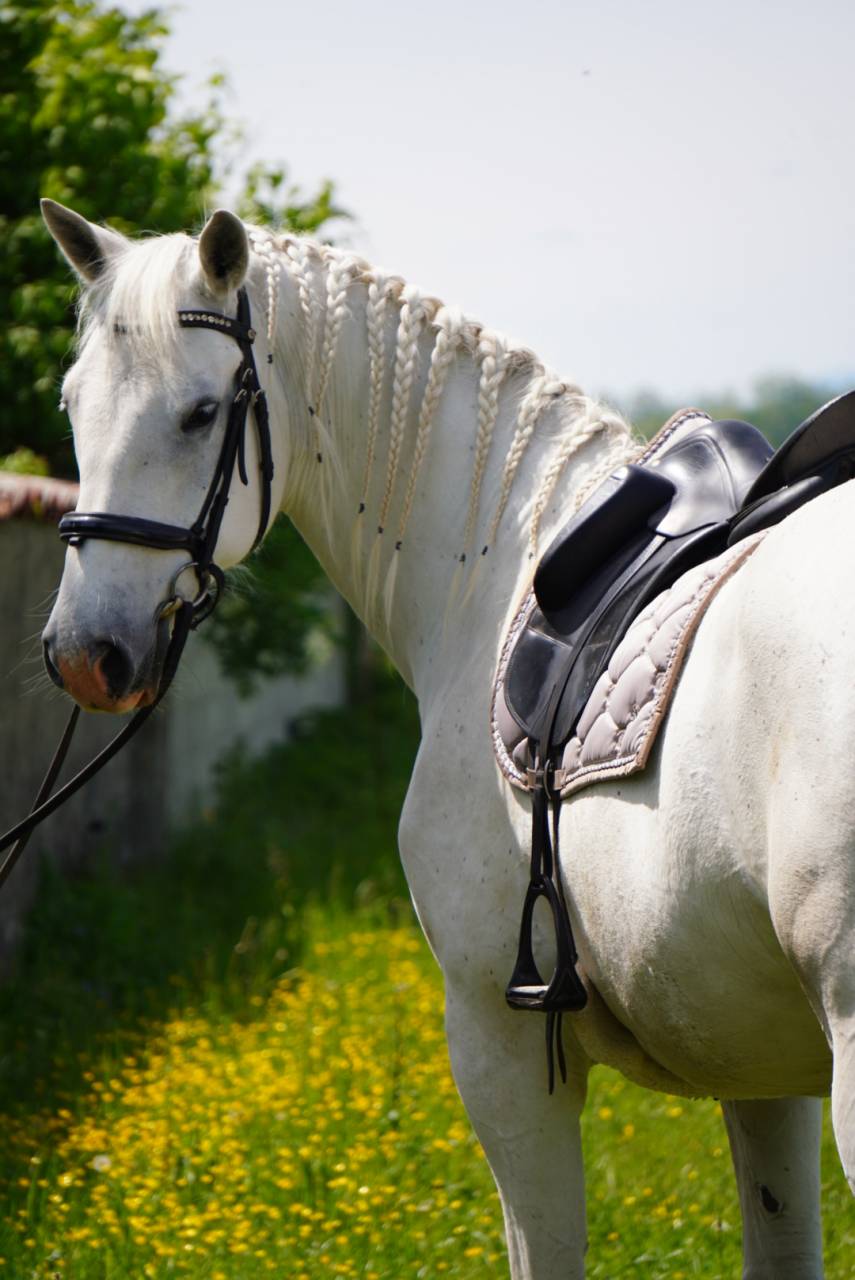 Castrone Lipizzan In vendita 2018 Grigio