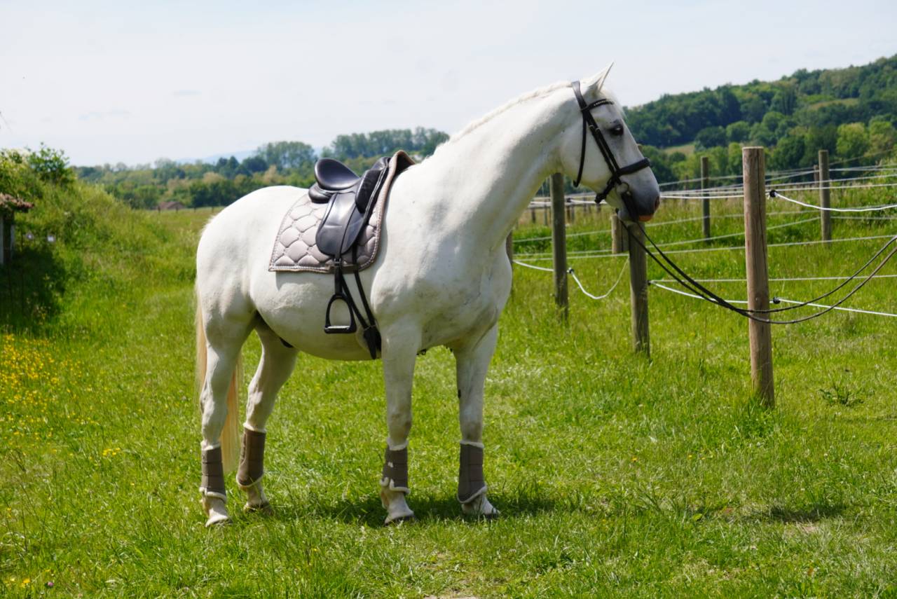 Castrone Lipizzan In vendita 2018 Grigio