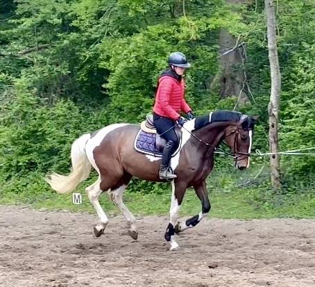Castrone KWPN Cavallo da Sport Neerlandese In vendita 2022 Pezzato