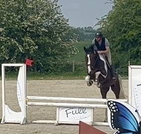 Castrone KWPN Cavallo da Sport Neerlandese In vendita 2022 Pezzato
