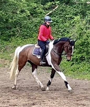 Castrone KWPN Cavallo da Sport Neerlandese In vendita 2022 Pezzato