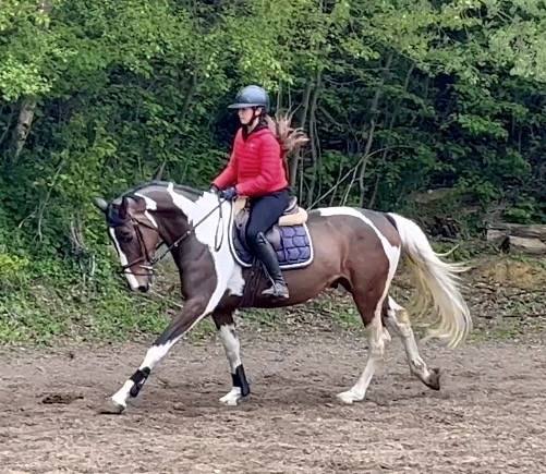Castrone KWPN Cavallo da Sport Neerlandese In vendita 2022 Pezzato