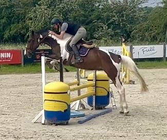Castrone KWPN Cavallo da Sport Neerlandese In vendita 2022 Pezzato