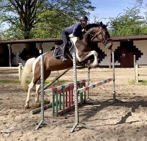 Castrone KWPN Cavallo da Sport Neerlandese In vendita 2022 Pezzato