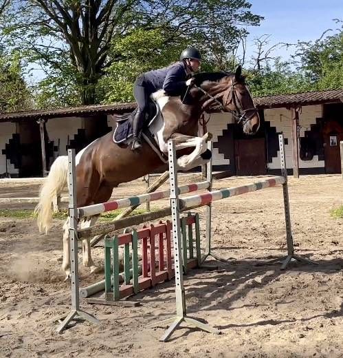 Castrone KWPN Cavallo da Sport Neerlandese In vendita 2022 Pezzato