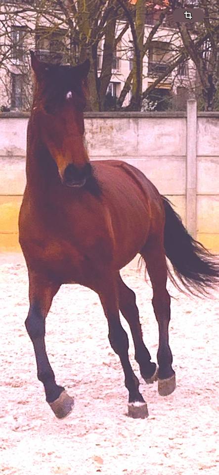 Castrone PRE Andaluso In vendita 2017 Baio scuro