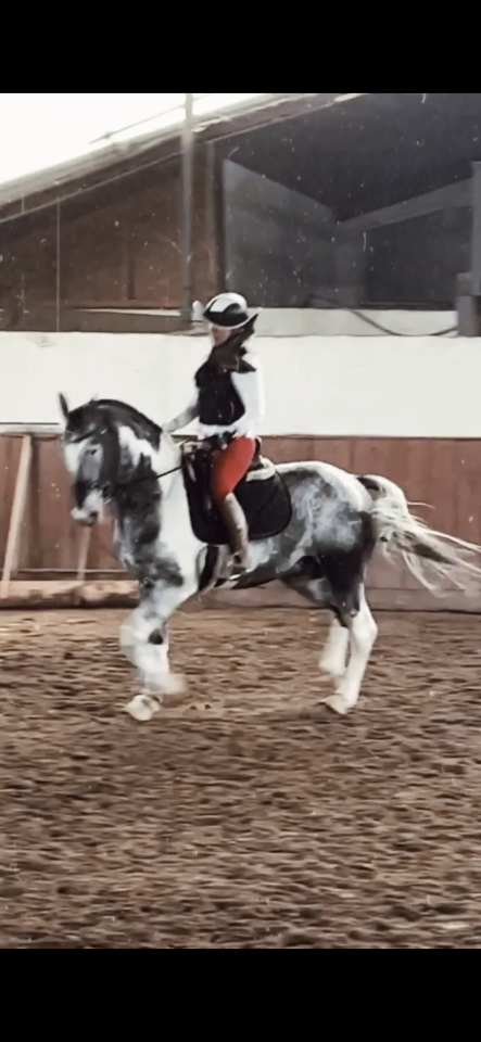 Stallone di 16 anni versatile 