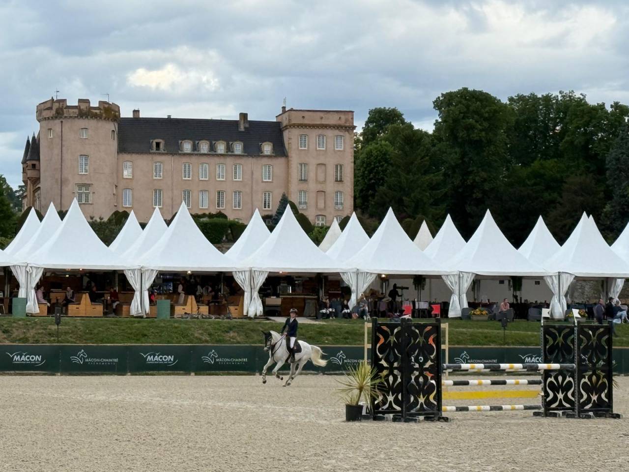 Castrone PFS Pony Francese da Sella In vendita 2016 Grigio