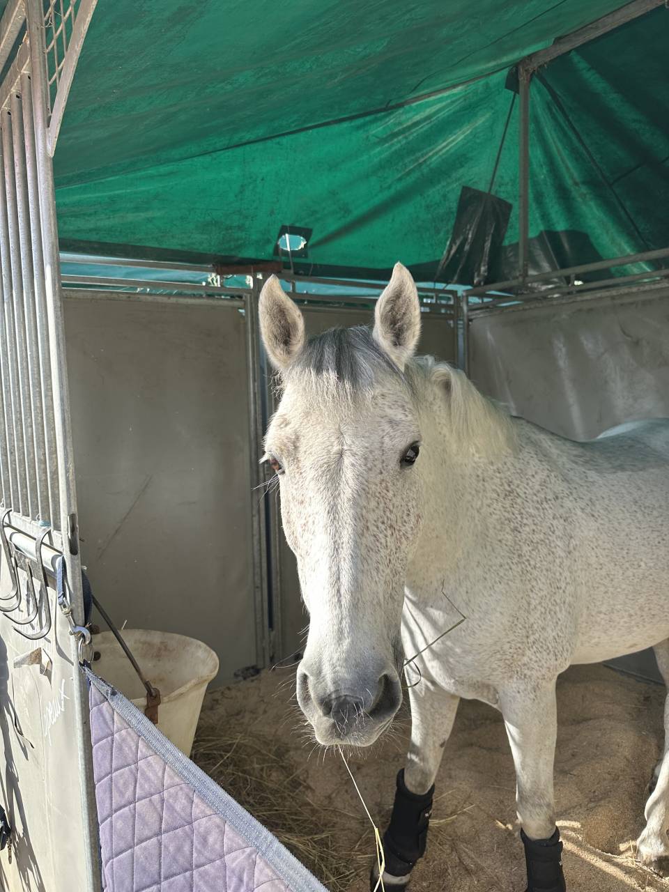 Castrone PFS Pony Francese da Sella In vendita 2016 Grigio
