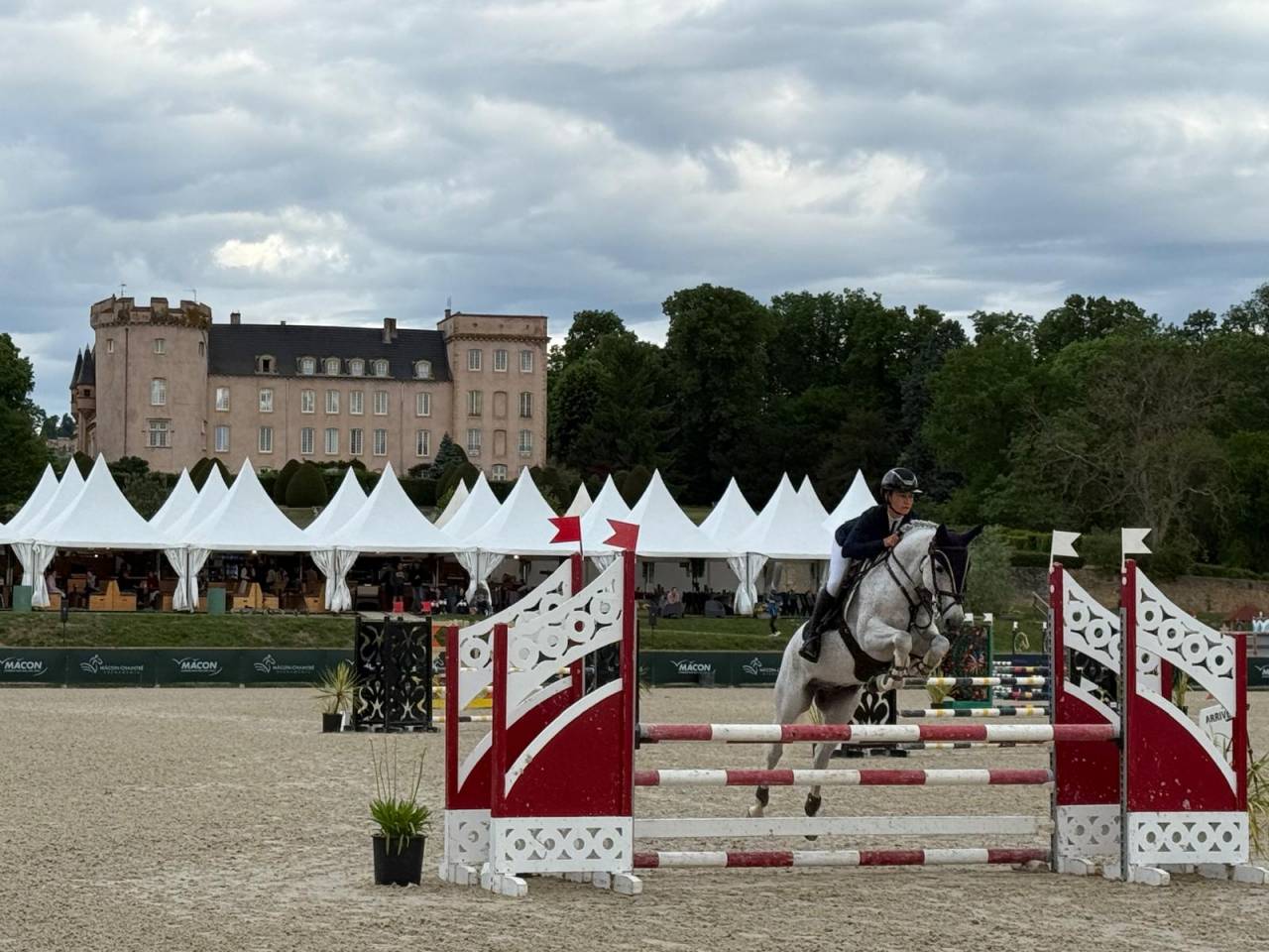 Castrone PFS Pony Francese da Sella In vendita 2016 Grigio